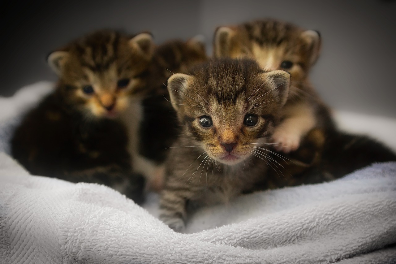Kittens, pixabay: tpsbay, CC0 Public Domain