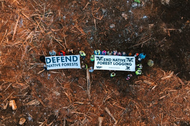 Wenn friedlicher Protest mit Hausarrest bestraft wird: Die skandalöse Kriminalisierung von Waldbeschützern in Tasmanien